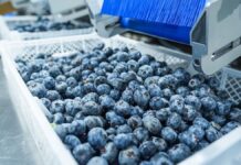 Perú refuerza su liderazgo mundial en arándanos con ventas por USD 2,457 millones en 2025