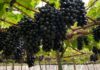 Brasil se posiciona como el mayor productor de uva de América Latina