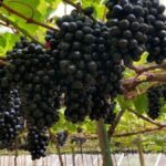 Brasil se posiciona como el mayor productor de uva de América Latina