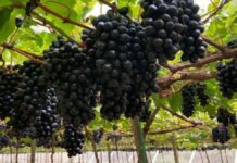 Brasil se posiciona como el mayor productor de uva de América Latina