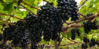 Brasil se posiciona como el mayor productor de uva de América Latina