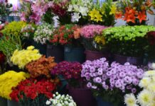 Perú crece en exportación de plantas para siembra mientras el mercado de flores florece por San Valentín