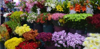 Perú crece en exportación de plantas para siembra mientras el mercado de flores florece por San Valentín