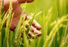 Récord en el agro: Producción de arroz alcanza las 3.7 millones de toneladas y consolida la seguridad alimentaria del Perú