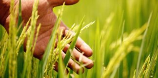 Récord en el agro: Producción de arroz alcanza las 3.7 millones de toneladas y consolida la seguridad alimentaria del Perú