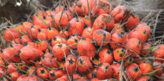 Palma aceitera ingresa al top 5 de cultivos priorizados para 2026 y abre nuevas oportunidades para la Amazonía