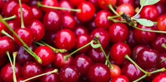 Industria chilena de cerezas enfrenta crisis por sobreoferta y debate erradicación de hasta 30.000 hectáreas