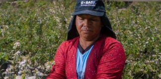 Perú 2026: El despertar de la mujer agricultora como el nuevo motor de rentabilidad del campo