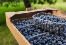 BLOOM FRESH: Nueva etapa para su negocio de arándanos en el Perú tras alianza estratégica con Agroleal