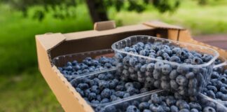 BLOOM FRESH: Nueva etapa para su negocio de arándanos en el Perú tras alianza estratégica con Agroleal