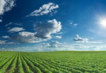 El agro peruano apuesta por la tecnología para proteger el 80% del agua frente a El Niño Costero