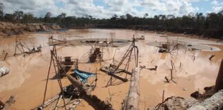 La minería ilegal en el Perú va a seguir creciendo con los actuales precios del oro