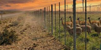 Argentina proyecta barrera de hasta 400 km para proteger la ganadería ovina y frenar la desertificación