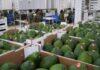 Uva y palta impulsan agroexportaciones peruanas, pero enfrentan presión por competencia y regulación