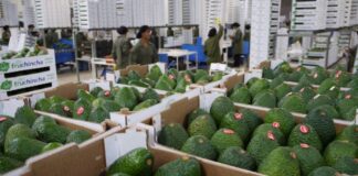 Uva y palta impulsan agroexportaciones peruanas, pero enfrentan presión por competencia y regulación