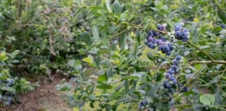 Agroexportadora Cerro Prieto renovará hasta 700 hectáreas de arándanos para mejorar competitividad exportadora