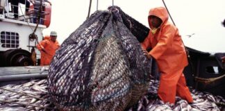 Pesca de anchoveta cierra temporada con 97.9% de cuota y alista campaña 2026 bajo enfoque preventivo