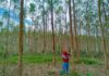 Plantaciones de eucalipto en la Amazonía abren oportunidad para desarrollar industria de mobiliario