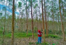 Plantaciones de eucalipto en la Amazonía abren oportunidad para desarrollar industria de mobiliario