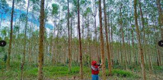 Plantaciones de eucalipto en la Amazonía abren oportunidad para desarrollar industria de mobiliario