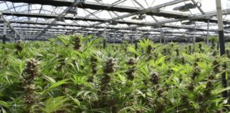 Exportación de cannabis medicinal: Costa Rica ingresa al mercado europeo de alto valor