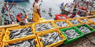 La pesca de anchoveta se alista para 2026: mantenimiento de flota, clima y riesgos en la agenda del sector