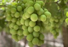 BLOOM FRESH intensifica la aplicación de medidas contra plantaciones ilegales de uva en el Perú