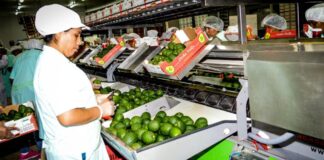 Agroexportaciones crecen 18%, pero enfrentan presión por fertilizantes y riesgo climático