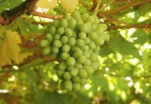 Agroexportación peruana gana escala: Premium Choice multiplica por cuatro sus envíos de uva y diversifica hacia Europa