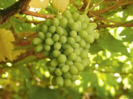 Agroexportación peruana gana escala: Premium Choice multiplica por cuatro sus envíos de uva y diversifica hacia Europa