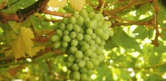 Agroexportación peruana gana escala: Premium Choice multiplica por cuatro sus envíos de uva y diversifica hacia Europa