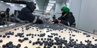 Agroexportaciones crecieron en 14 regiones y la sierra lideró el avance en enero de 2026