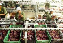 ADEX alerta venta ilegal de clorpirifós y riesgos para agroexportaciones peruanas