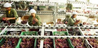 ADEX alerta venta ilegal de clorpirifós y riesgos para agroexportaciones peruanas