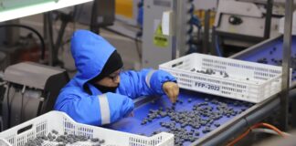 Agroexportaciones peruanas alcanzarían US$ 15,300 millones en 2026 y marcarían nuevo récord histórico