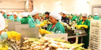 ADEX advierte venta ilegal de clorpirifós y alerta impacto en la salud y el agro peruano