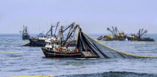 PRODUCE autoriza inicio de la primera temporada de Pesca de anchoveta con una cuota de 1.91 millones de toneladas
