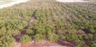 “Tara Ñan”: SERFOR formaliza a más de 500 productores de tara y consolida una producción anual superior a 7,000 toneladas