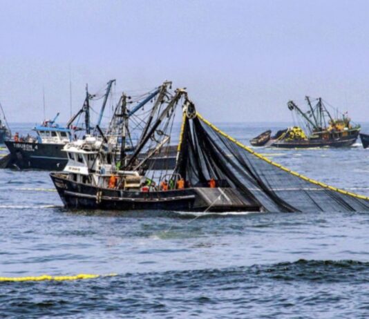 PRODUCE autoriza inicio de la primera temporada de Pesca de anchoveta con una cuota de 1.91 millones de toneladas