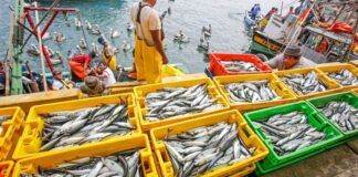 Perú entre los cinco mayores productores de pescado del mundo: lidera en América Latina y supera a EE.UU. y Rusia