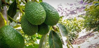 Chile apuesta por la ciencia para reducir pérdidas en la palta Hass y mejorar su competitividad exportadora