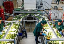 Industria chilena de la palta se renueva: “Paltas de Chile” refuerza identidad, sostenibilidad y proyección global