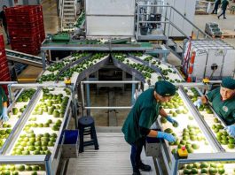 Industria chilena de la palta se renueva: “Paltas de Chile” refuerza identidad, sostenibilidad y proyección global