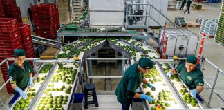 Industria chilena de la palta se renueva: “Paltas de Chile” refuerza identidad, sostenibilidad y proyección global