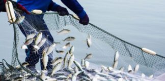 OCDE advierte que amnistías en pesca frenan la adhesión de Perú al organismo