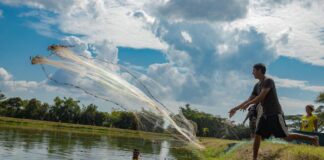 Acuicultura en El Salvador supera los 13 millones de libras impulsada por tilapia y camarón