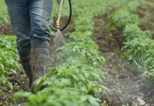 Prohibición de plaguicidas pondría en riesgo a 5 millones de agricultores en Perú