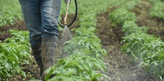 Prohibición de plaguicidas pondría en riesgo a 5 millones de agricultores en Perú