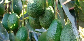 Palta Hass peruana crecería 6% en 2026 y superaría 765 mil toneladas, pero perdería dinamismo tras fuerte salto de 2025