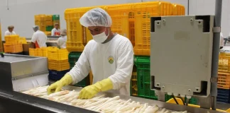 Empleo vinculado a exportaciones creció 10.5% en febrero y suma 1.49 millones de puestos en el Perú